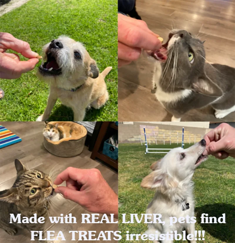 Fleat Treats 