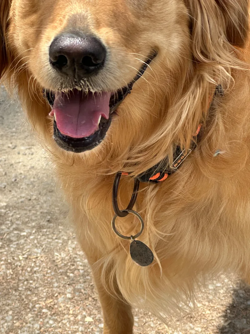 BioSiganture Pet Tags - Large 